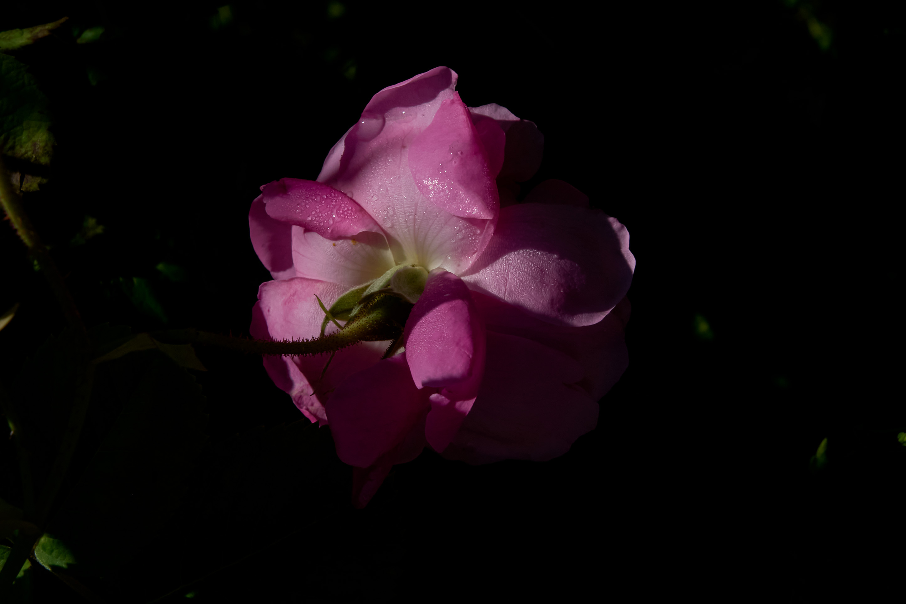DSC0337