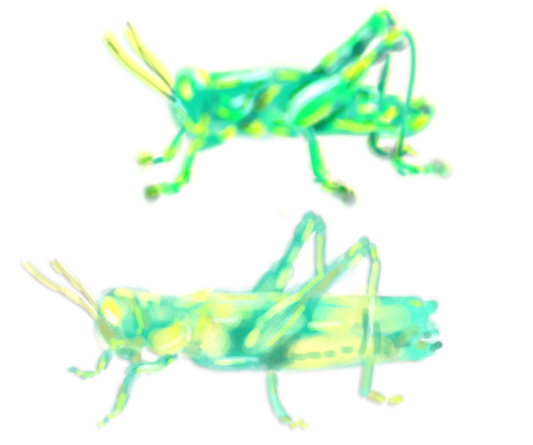 Crickets 2 1