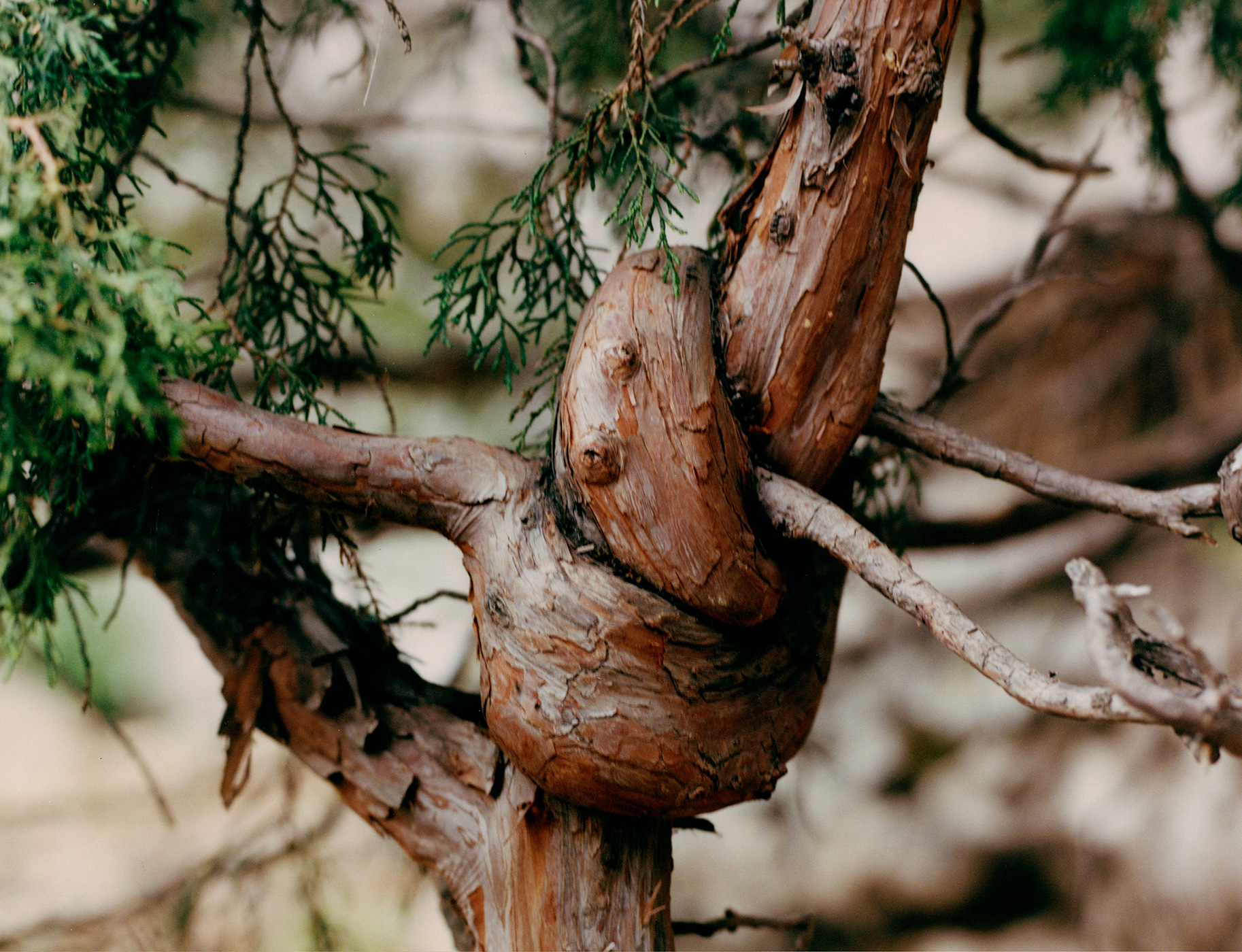 202 211 Fash Softmountains7