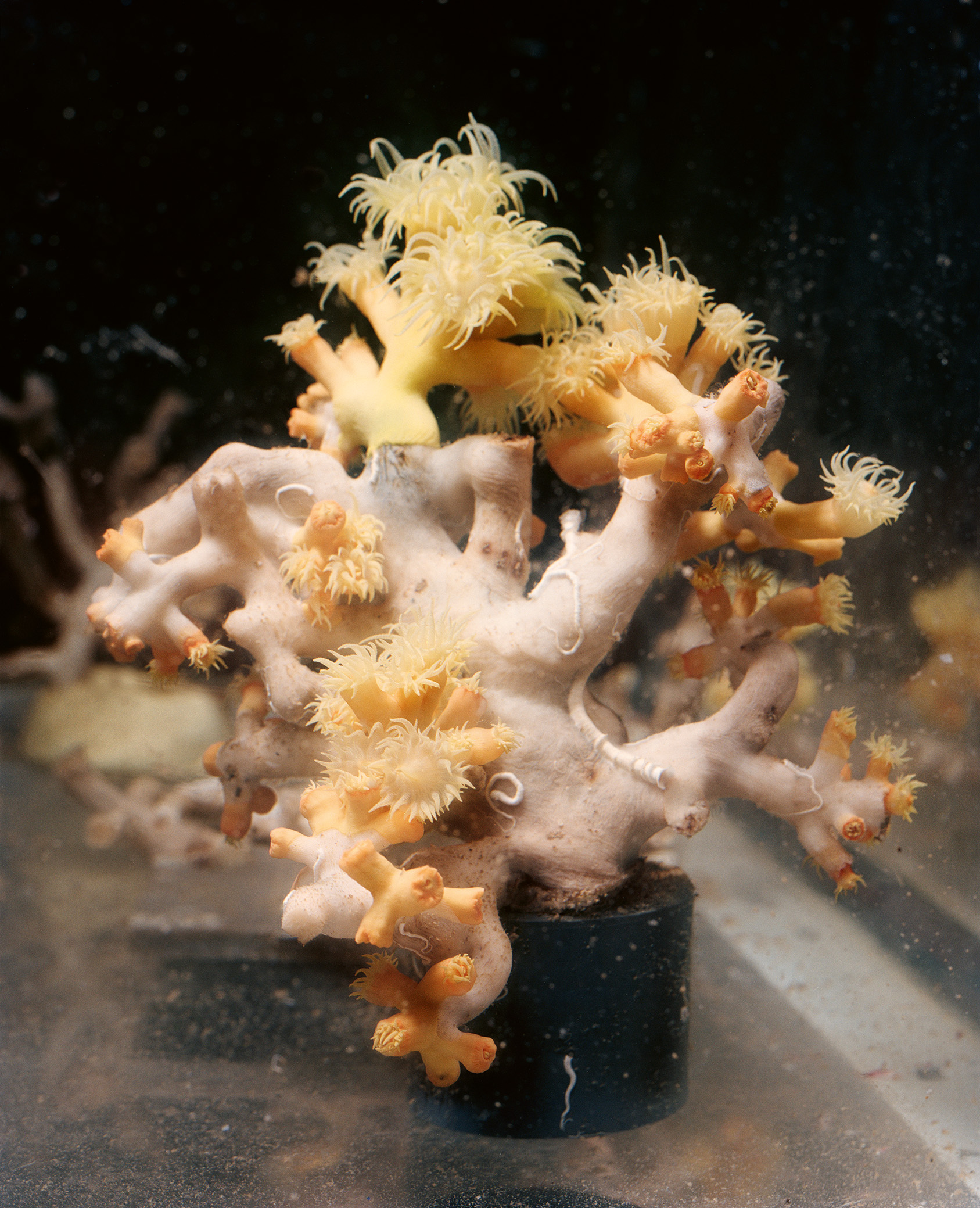 53 Deepcoral Rgb