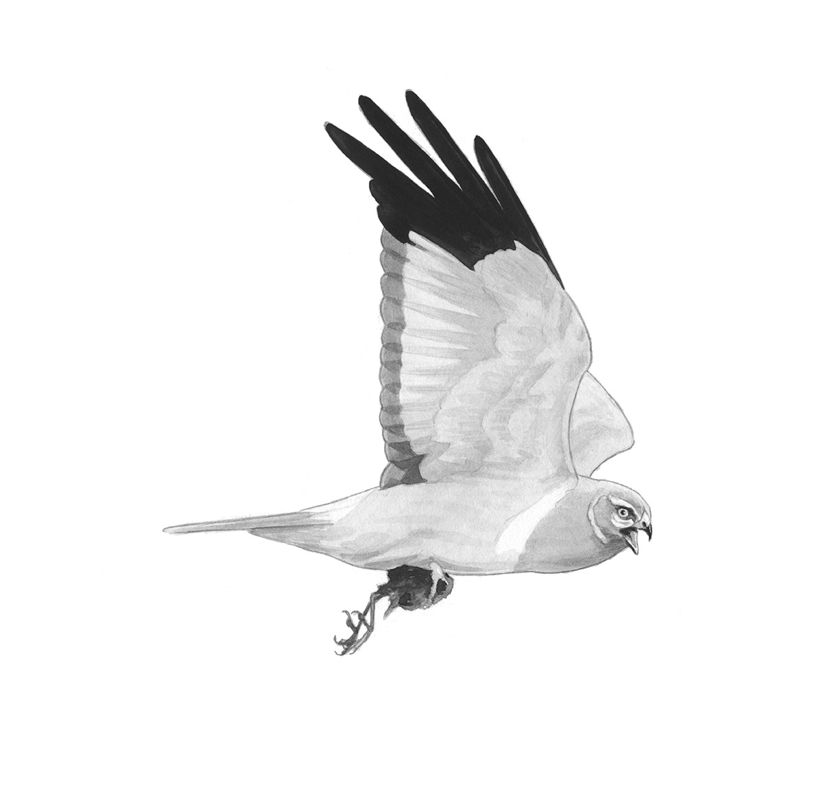 005 Henharrier Rvaughan
