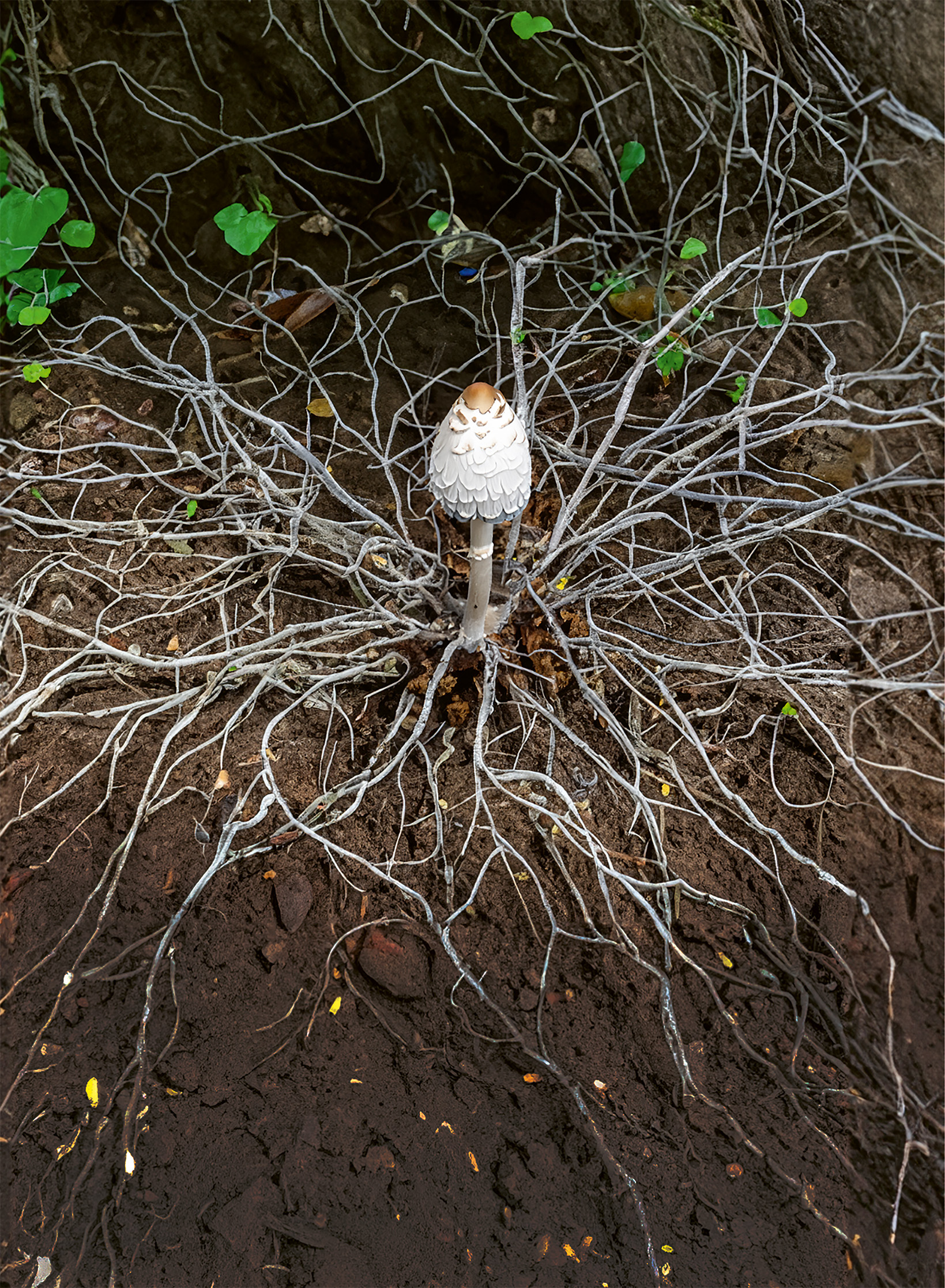 Mycelium 2