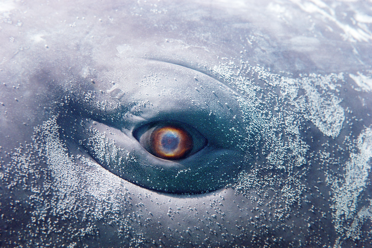 00 Mobydick PR01